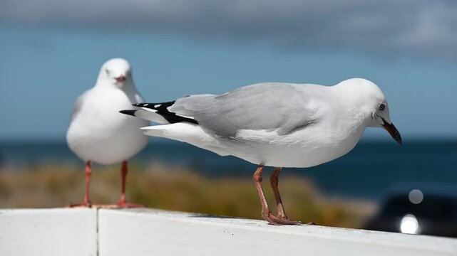 Seagulls in Wellington, New Zealand