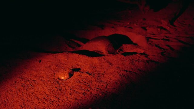 Adult leatherback turtle spotted at night while laying eggs in the sand under red light. Shot in Costa Rica.