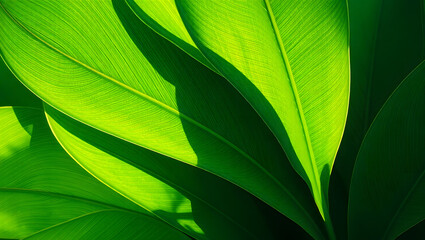 Vibrant Green Leaves Close-Up Nature Photography of Lush Foliage