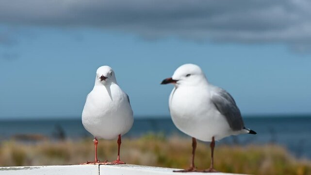 Seagulls in Wellington, New Zealand