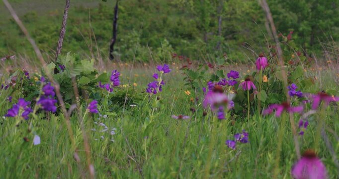 A meadow full of colorful wildflowers sawying in the breeze at Shaw Nature Reserve in Missouri. The pink and purple flowers create a dazzling display.