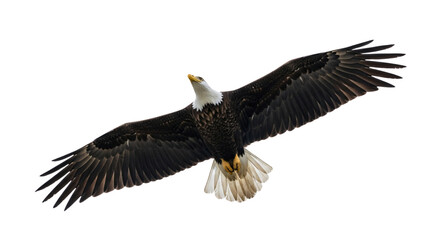 Majestic bald eagle in powerful flight, wings outstretched, isolated on white & transparent background. Ideal for Fourth of July, Veterans Day, patriotic celebrations, American pride, freedom,