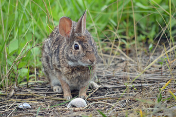 Marsh Hare photograph, front view, right eye: it has two long pieces of marsh grass hanging out of its mouth while standing in a field of brown and green at a nature preserve in Fort Myers, Florida.