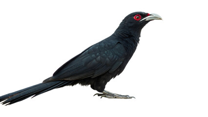 Fototapeta premium Asian Koel with Red Eyes, Isolated on Transparent Background