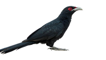 Asian Koel with Red Eyes, Isolated on Transparent Background