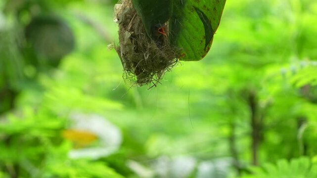 Little spiderhunter bird, likely a female given the less vibrant plumage, feeding its chicks inside a hanging, pear-shaped nest.