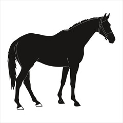 silhouette horse on white background
