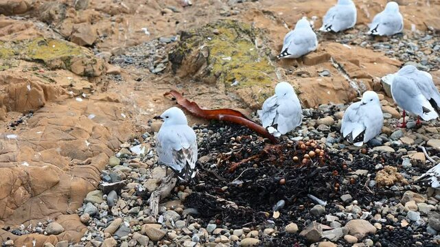 Seagulls in Wellington, New Zealand
