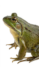 Obraz premium American Bullfrog Isolated on Transparent Background