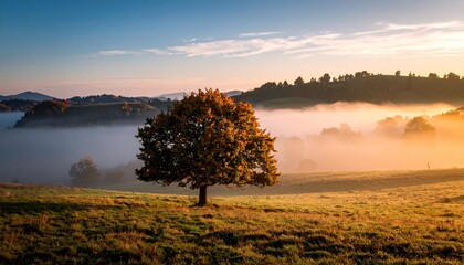 solitary tree in autumn, fog and mist on the field at sunrise