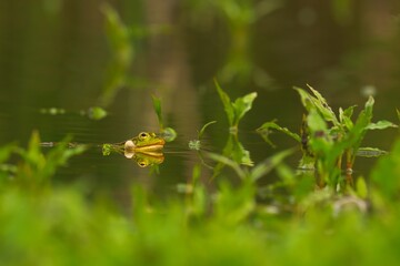 yellow butterfly on the grass