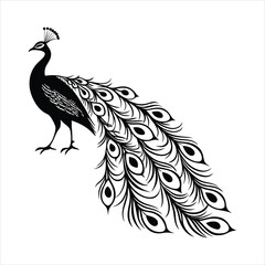 silhouette peacock on white background