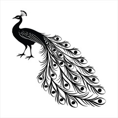 silhouette peacock on white background