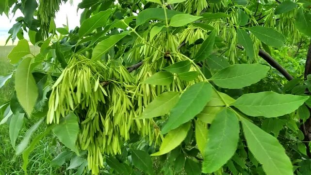 European ash. Seeds of common ash among green foliage close-up. Tree branch sways in the wind.