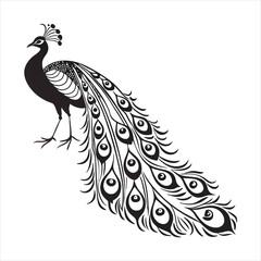 silhouette peacock on white background