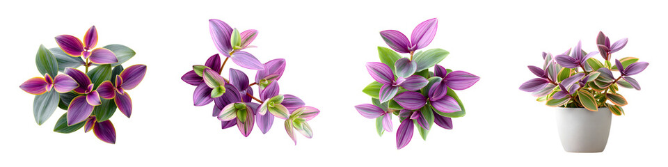 Vibrant purple floral arrangement in a white vase