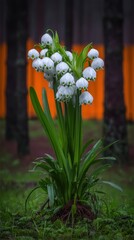 White flowers in a forest setting