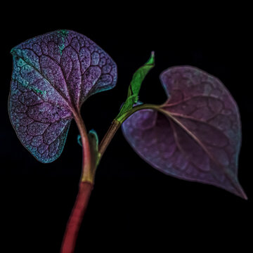 ドクダミ　Houttuynia cordata