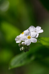 Obraz premium White forget-me-not flower on a plant. 