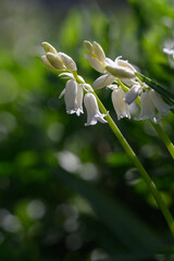 White bellflower flower on a plant.
