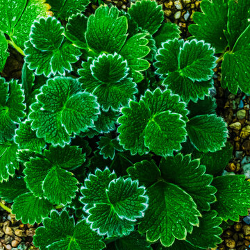 Potentilla fragiformis チシマキンバイ