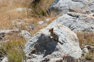 リスとジョンミューアトレイルの絶景。ヨセミテ公園。Squirrel at John Muir Trail. Amazing trekking area in Yosemite. 
