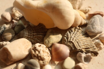 seashells on the sand