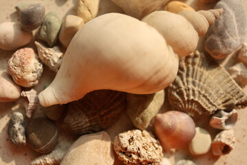 seashells on a wooden background natural texture