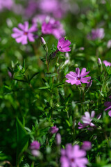 Clematis and its pink flowers.
