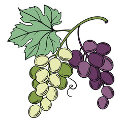 Fototapeta premium grapes on white background
