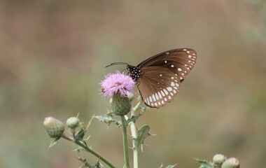 butterfly on a flower