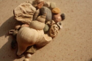 colorful Sea Shells and Pebbles on Sandy Beach 
