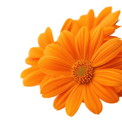 Closeup of vibrant orange flowers against a clean Transparent background capturing the beauty of nature and color, Closeup orange flowers on PNG background
