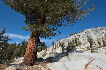 ジョンミューアトレイルの絶景。ヨセミテ公園。John Muir Trail. Amazing trekking area in Yosemite. 