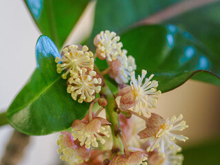 Beautiful croton flowers on a plant.  © lapis2380