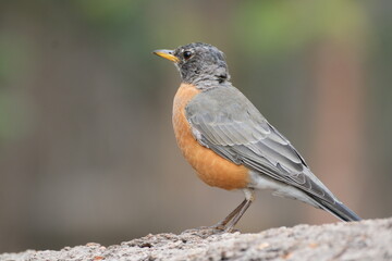 野鳥とジョンミューアトレイルの絶景。ヨセミテ公園。