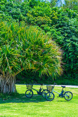 木陰の自転車