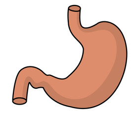Human stomach anatomy illustration diagram
