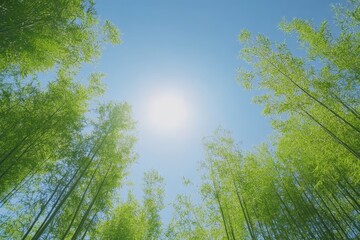 Tall trees reaching towards a blue sky on a sunny day in a peaceful forest, Nature, tall tree forest and blue sky, sunny day, low angle view, vertical short video