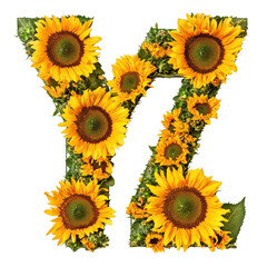 Fototapeta premium Sunflowers beautifully arranged to form the letters Y and Z, showcasing vibrant yellow petals against a white background, Image sunflowers arranged in the letters YZ, isolated on a white background