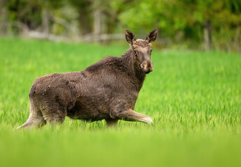 Elk  Moose close up ( Alces alces )