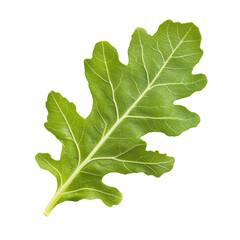 Fototapeta premium Fresh oak leaves lettuce isolated on a Transparent background showcasing vibrant green color and unique leaf structure, Red oak leaves lettuce isolated on PNG background