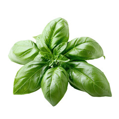 Obraz premium Fresh basil leaves arranged on a white background showcasing vibrant colors and textures of the herb, Fresh Basil Leavesisolated on white background