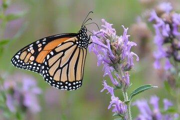 Orange butterfly feeding on purple flower in a sunny garden capturing nature&iuml;&iquest;&frac12;&iuml;&iquest;&frac12;&iuml;&iquest;&frac12;s beauty, Orange Butterfly feeding on flower