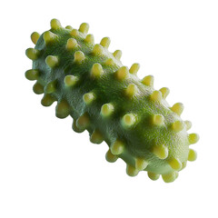 Textured green object with bumps, isolated on white, resembling organic form