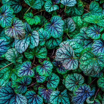 Heuchera ツボサンゴ