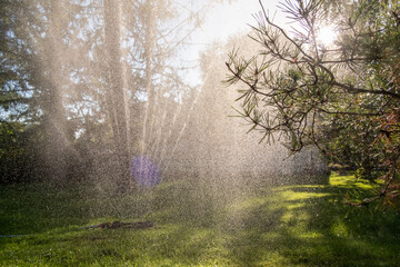 Sunlit Garden with Sprinkler Watering Lush Grass