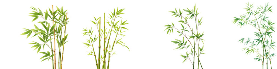 Fototapeta premium Lush vibrant bamboo plants in natural setting