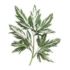 Fototapeta premium Mugwort leaves with striking white variegation showcase their unique beauty and natural texture on a Transparent background, White mugwort leaves isolated on PNG background