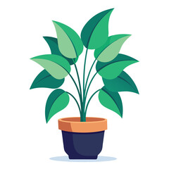 indoor plant on white background